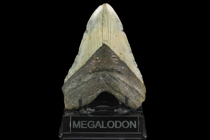 Fossil Megalodon Tooth - North Carolina #124452